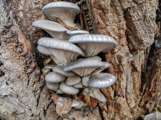 Oyster mushroom grow on the bark of a tree close up