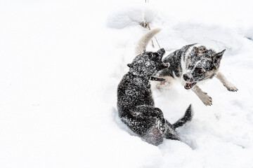 Two dogs playing in the snow