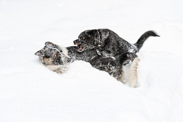 Two dogs playing in the snow. Aggression of dogs