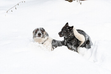 Two dogs playing in the snow. Aggression of dogs