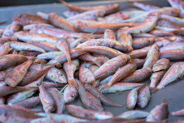 Close Up of Fresh Fish at the Italian Market