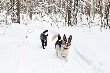 Two dogs playing in the snow