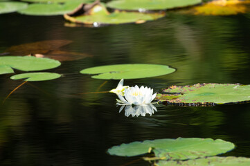 white water lily in pond