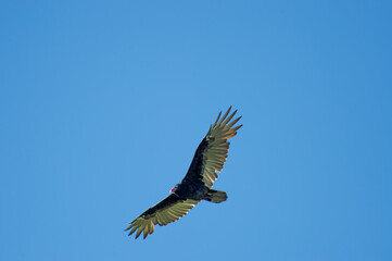 Turkey vulture in flight