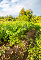 Naklejka premium Carrots and other vegetables growing at the vegetable garden