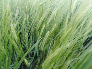 green wheat field