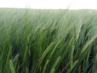 green grass in the field