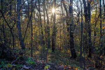 sunny evening in the forest