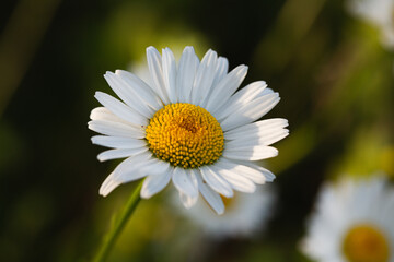 Fototapeta premium Blüte