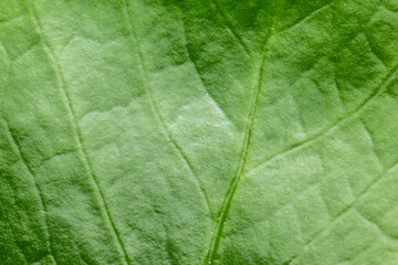 Macro of leaf texture. Green plant close-up. Abstract natural floral background. Flowing lines of leaves. Green leaves background. Leaf texture