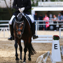 Dressage horse walking on the long rein at point E on the hoofbeat, close-up with rider from the...