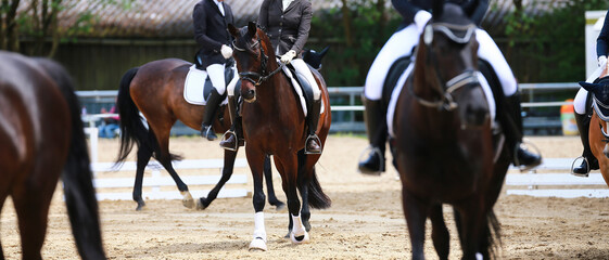Dressage horse in the middle of other horses with rider at the tournament, focus on the individual...