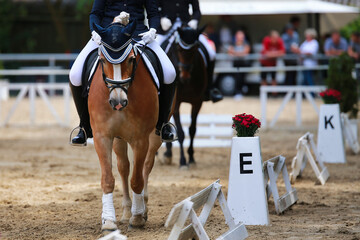Dressage horse Hafflinger portraits from the front on the hoofbeat at compass point E, another...