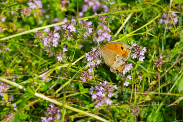 Meadow brown (maniola jurtina) butterfly sitting on a flower in Zurich, Switzerland