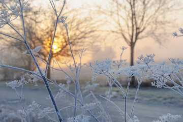 Wild carrot flower umbels covered with hoarfrost circling against blurred background with bokeh