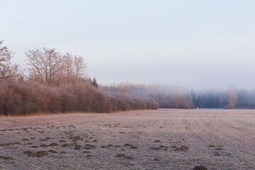 A hoarfrost covered misty meadow at sunrise in the Siebenbrunn nature reserve near Augsburg, Germany