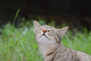 Cat standing in the garden with eyes closed and smelling the air - obrazy, fototapety, plakaty