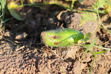 Cucumber grown in the field is stained with disease and some insects