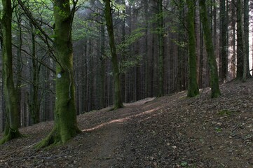 Obraz premium path in the forest