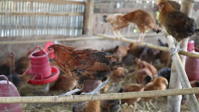 Sonali chicken farm in Bangladesh. Sonali chicken is a cross-breed of Rhode Island Red (RIR) cocks and Fayoumi hens. Rural women rear chicken for income generation.