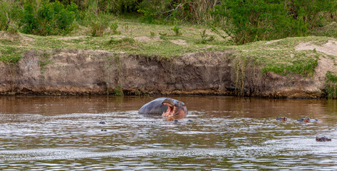 One hippopotamus climbed out of the water and opened its mouth