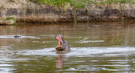 The head of a hippopotamus with an open mouth stuck out of the water