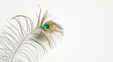 peacock feather isolated on white. copy space