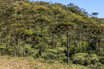Fototapeta na wymiar Araucaria forest at Monte Negro Peak