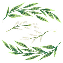 Drawing green twigs with leaves and branches with white berries for a wedding