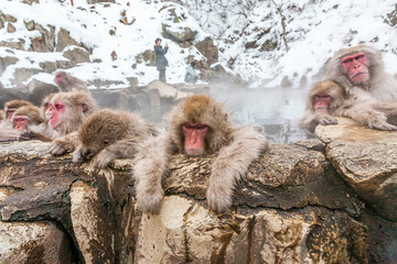 Group of snow monkeys sleeping in a hot spring at Jigokudani Yaen-Koen, Nagano Prefecture, Japan. © Victoria