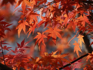 透過光に映える紅葉