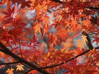 透過光に映える紅葉