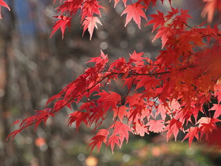 透過光に映える紅葉
