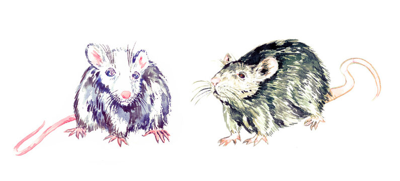 Small funny couple rats, white and gray standing and looking, watercolor painting. Isolated on white illustration  design element for invitation, card, print, posters