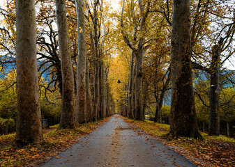 Obraz premium autumn
