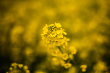 Obraz premium Mustard Flowers