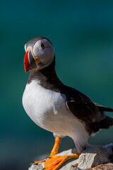 Papapgeientaucher - Puffin - fratercula arctica