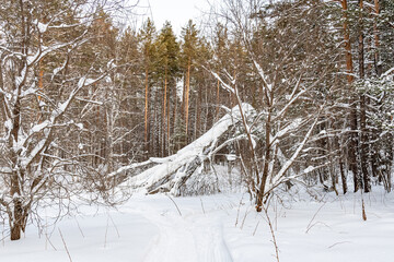 Beautiful landscape of winter snowy forest 