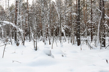 Beautiful landscape of winter snowy forest 