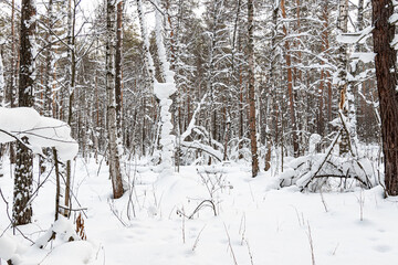 Beautiful landscape of winter snowy forest 