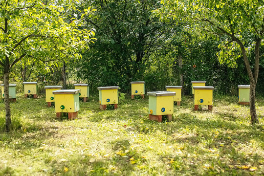 To hive a swarm, to make increase from a colony, make up a nucleus, rearing, rotating brood, to run a bee-yard. Yellow hives for cuttings of honey bees nucleuses in the garden among grass