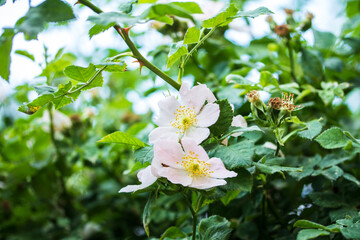 rosehip flowers on a bush