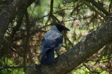 crow on a branch
