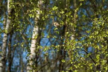 small bird on the tree