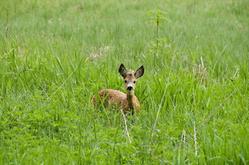 dear in the grass