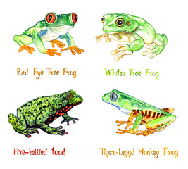 Red eye tree frog (Agalychnis callidryas), White's tree frog (Ranoidea caerulea), Fire-bellied toad (Bombina bombina), tiger-legged monkey frog (Pithecopus hypochondrialis), isolated watercolor  - 476434297