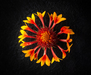 One flower on a black background. Macro shoot.