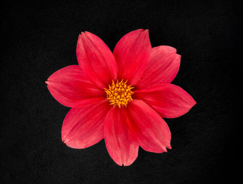 Studio shot of flower on black background. Macro shoot.