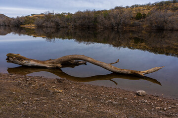 Driftwood on the shore of a calm desert lake