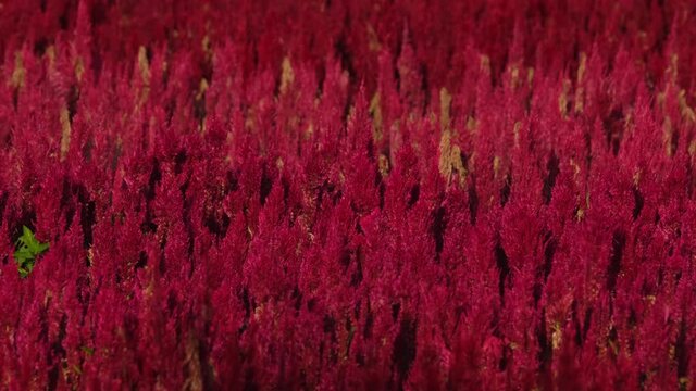 A footage of this Plumed Celosia flowers in Khao Yai, Thailand, looking like flames moving with the wind during a sunny day.